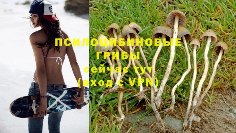 блэк спрут tor  Кедровый  Псилоцибиновые грибы Psilocybine cubensis 